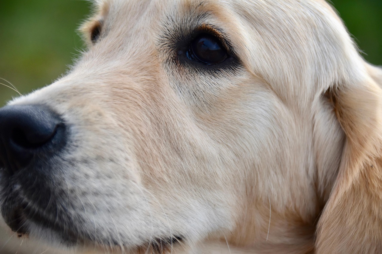 animal-7050199_1280